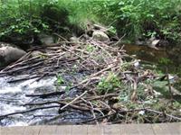 Bridge Made of Sticks Over a Creek